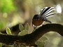 4.15- Rhipidure a collier (fantail)
